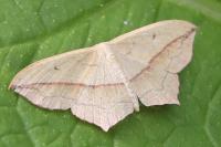Timandra comae