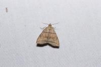 Herminia tarsicrinalis