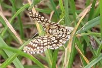 Chiasmia clathrata