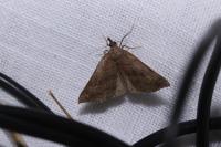 Hypena proboscidalis