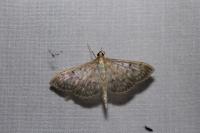 Patania ruralis