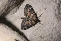 Thera britannica/variata