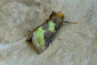 Diachrysia chrysitis