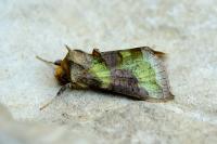 Diachrysia chrysitis