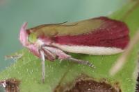 Oncocera semirubella