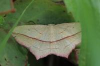 Timandra comae