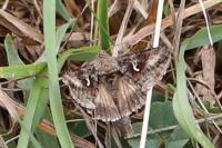 Autographa gamma