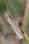 Agriphila tristella