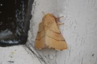 Malacosoma neustria