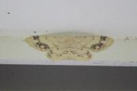 Idaea trigeminata