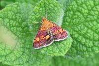 Pyrausta aurata