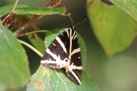 Euplagia quadripunctaria
