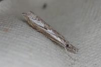 Platytes alpinella