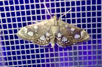 Anania coronata