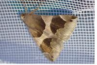 Dysgonia algira