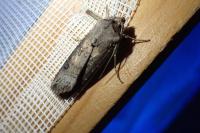 Agrotis ipsilon
