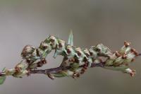 Cucullia absinthii