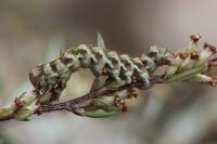 Cucullia absinthii