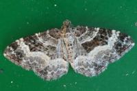 Epirrhoe alternata