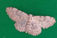 Scopula confinaria