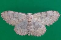 Scopula confinaria