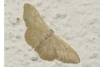 Idaea straminata