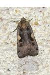 Xestia c-nigrum