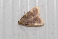 Hypsopygia costalis