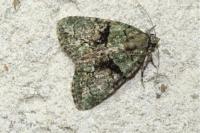 Cryphia algae