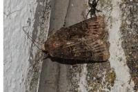 Agrotis bigramma