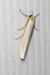 Eilema caniola