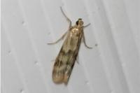 Homoeosoma sinuella