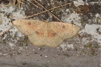 Cyclophora porata