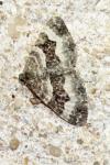 Epirrhoe alternata