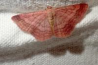 Scopula rubiginata