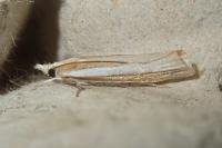 Agriphila selasella