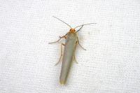 Eilema caniola