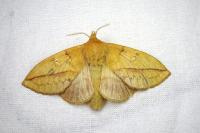 Euthrix potatoria