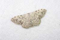 Scopula submutata roseonitens