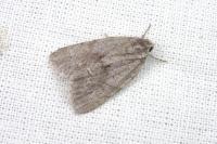 Bryonycta pineti