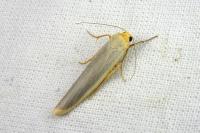 Eilema caniola