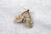 Metasia cuencalis bourgognei