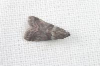 Acrobasis suavella