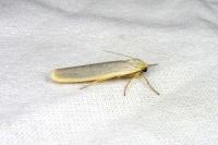 Eilema caniola