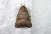 Hoplodrina ambigua/blanda