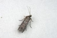 Huertasiella italogallicella