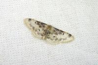 Idaea filicata
