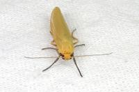 Indalia pygmaeola pallifrons