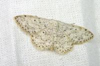 Scopula marginepunctata