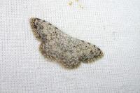 Scopula submutata roseonitens